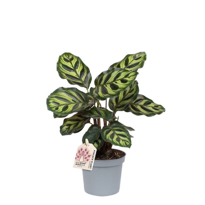 CALATHEA MAKOYANA, D 9