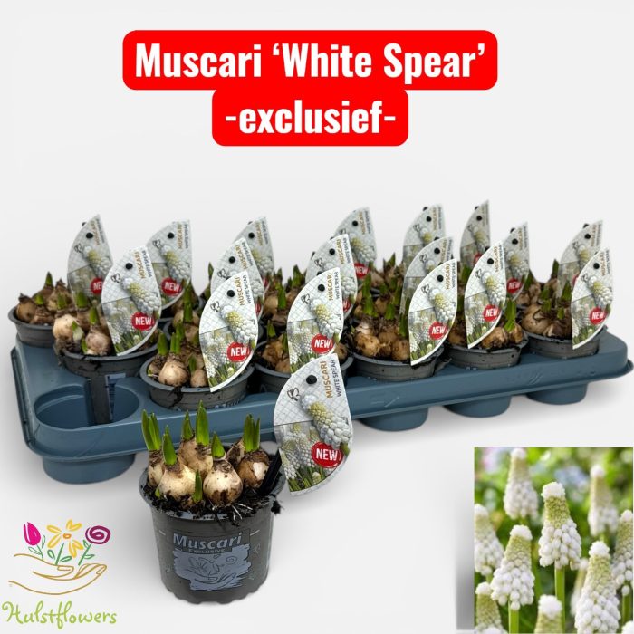 Musc. White Spear p9, D 9
