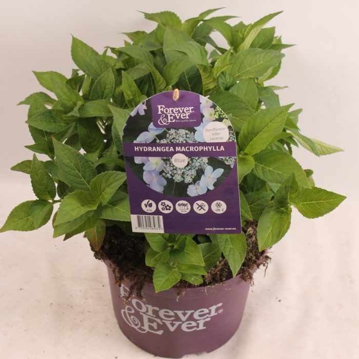 Hydrangea Forever&Ever® Teller Blue, D 23