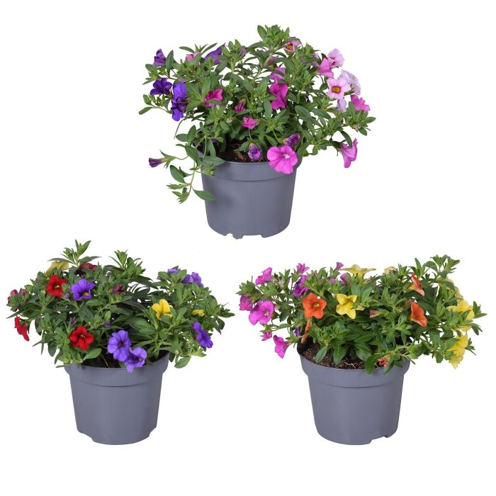 Cali mix Trio 3 kleur in pot mixkar, D 12