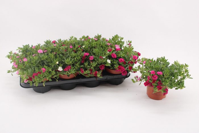 Calibrachoa 'MyGirly' WhitePurplePink, D 13