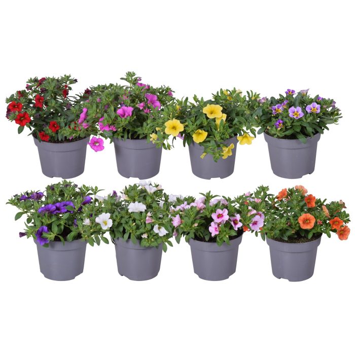 Calibrachoa mixTRAY op kleur, D 12