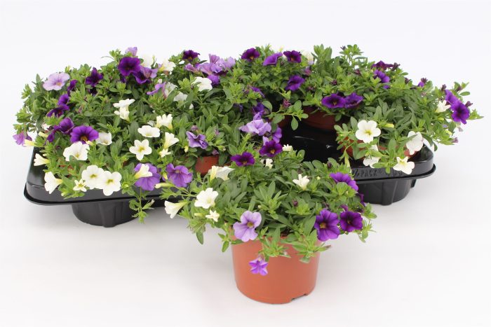 Calibrachoa Trio 'Voltaire' blue-white-lightblue, D 13