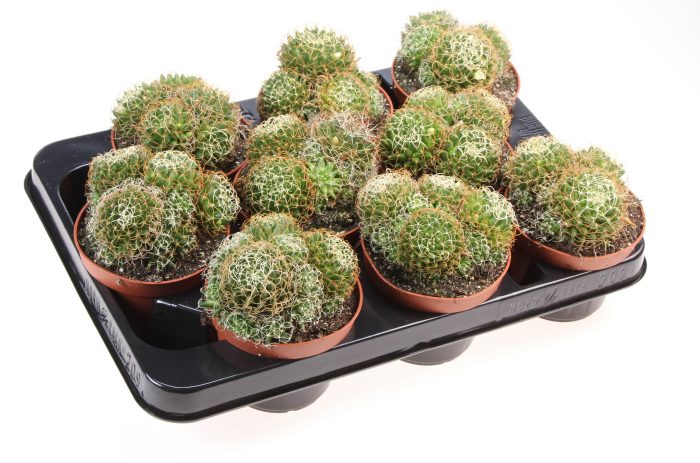 Mammillaria camptotricha, D 10,5