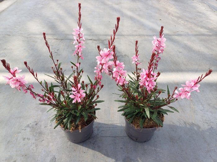 Gaura mix, D 17