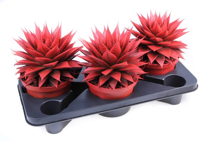 Aloe Red, D 17