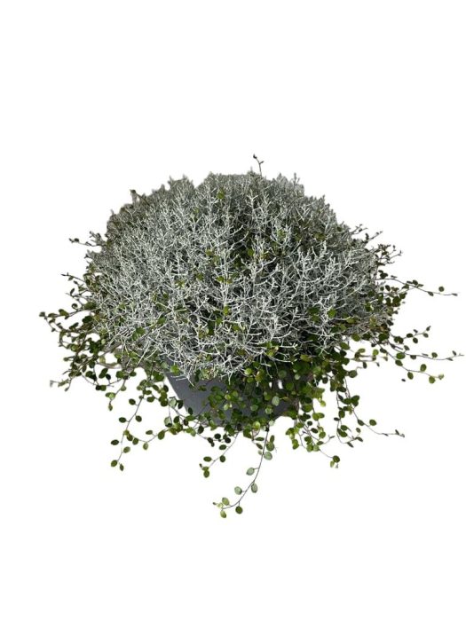 Calocephalus - Muehlenbeckia in pot, D 30