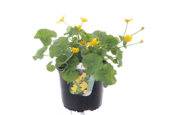 Caltha palustris, D 17