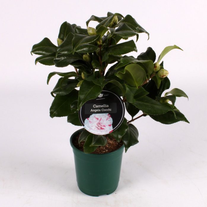 Camellia Bicolor, D 12