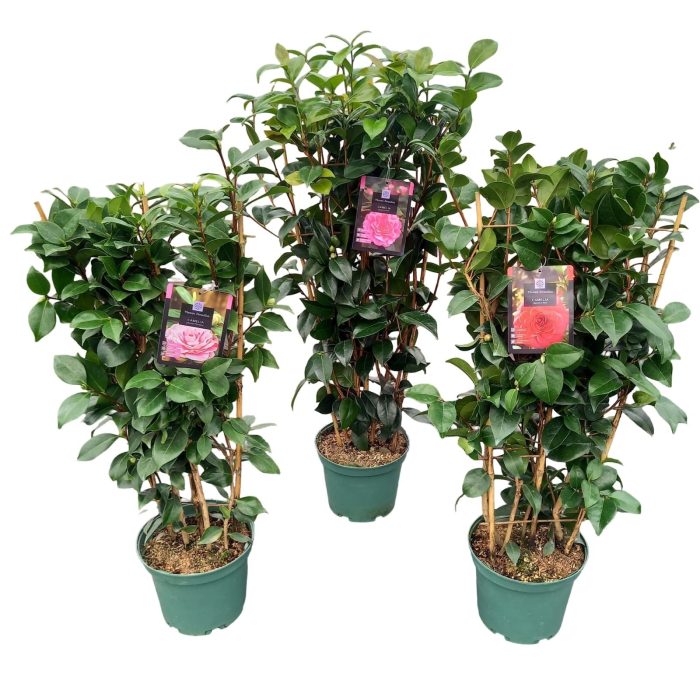 Camellia jap. 'Mix' REKVORM, D 23
