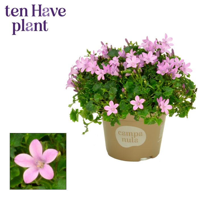 Campanula Porto Pink, D 11