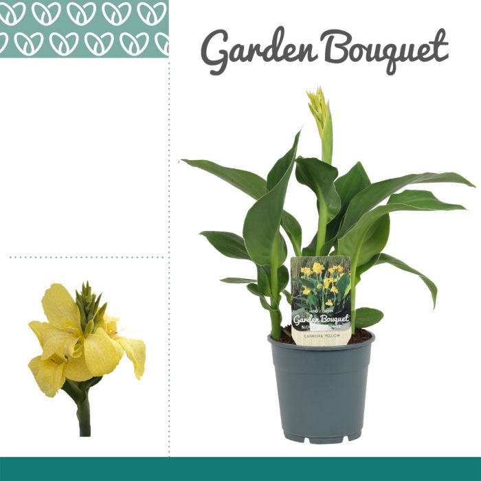 Canna Yellow, D 12