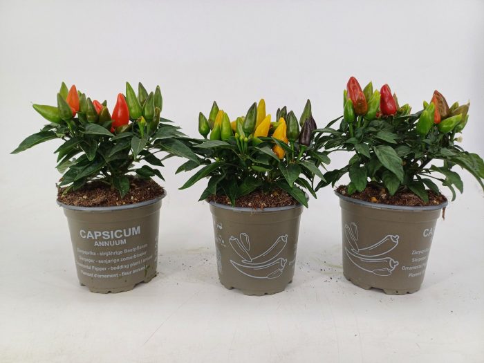 Capsicum mix salsa p10,5cm, D 10