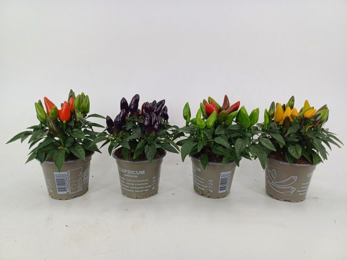 Capsicum salsamix 9cm, D 9