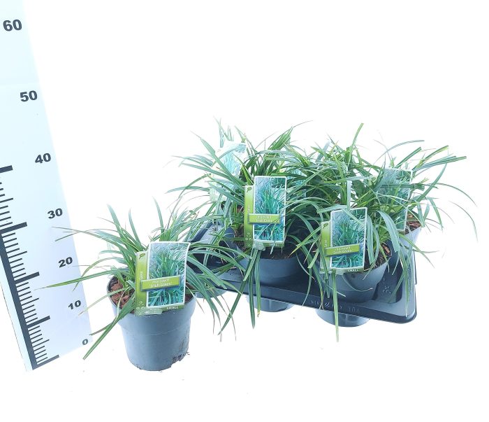 Carex morrowii 'Irish Green', D 17