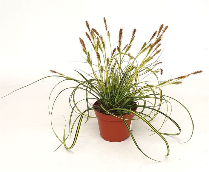 Carex osh. 'Eversheen', D 10,5