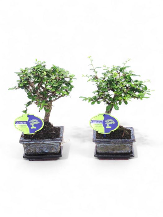 Carmona macrophylla, 12cm., broom, with drip tray, D 12