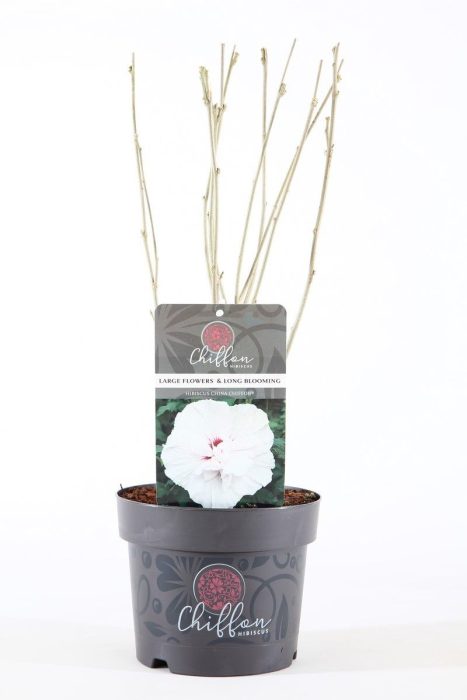 Hibiscus syr. 'China Chiffon'® P19/C3, D 19