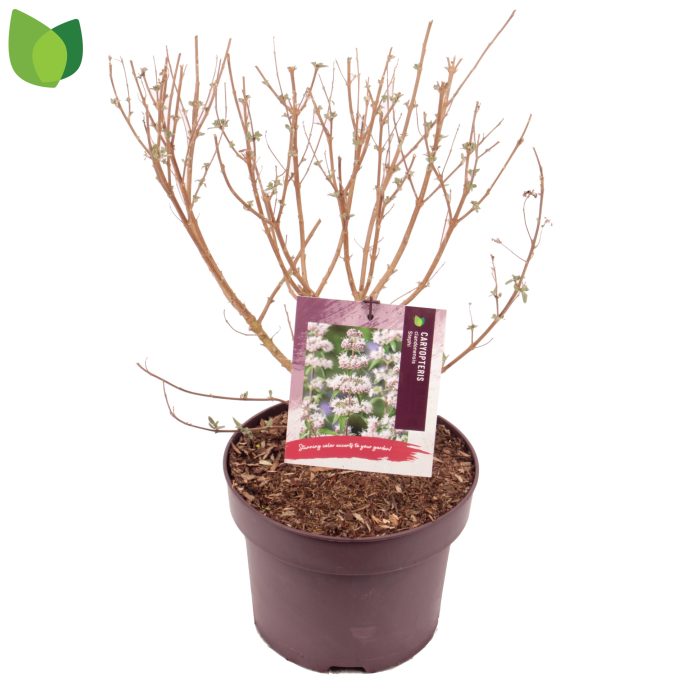 Caryopteris clandonensis 'Stephi' C5/P23, D 23