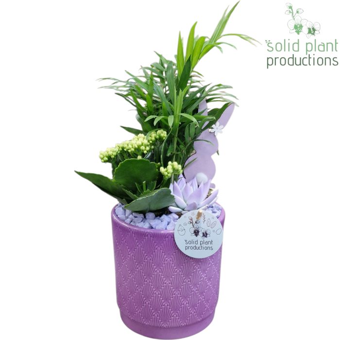 CE001 Amy Lila Easter, D 13