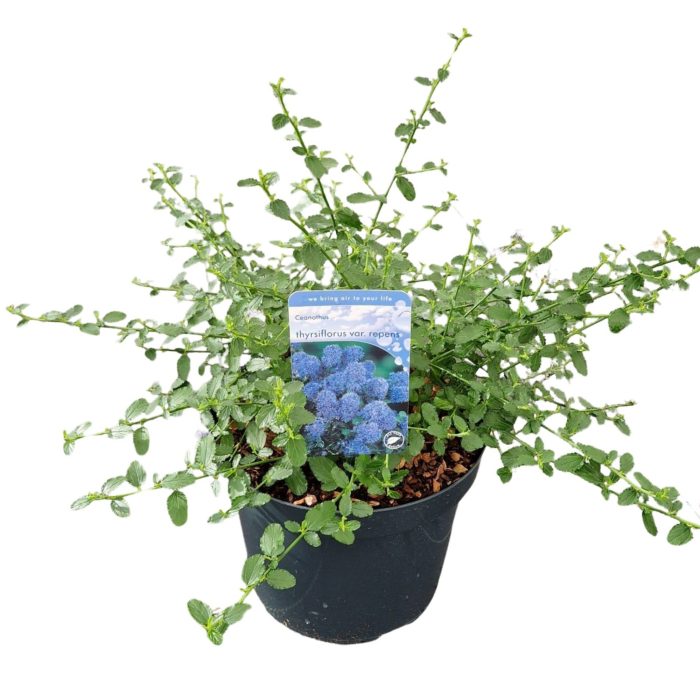 Ceanothus thyrsiflorus var. repens, D 26