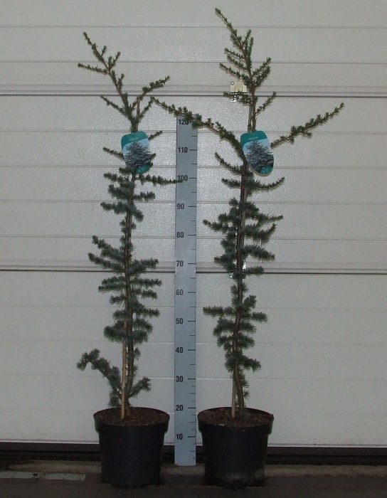 Cedrus libani 'Glauca' 100-120 P26 Full CC, D 26