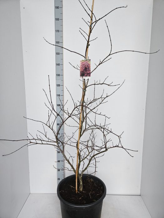 Acer palmatum 'Garnet', D 43