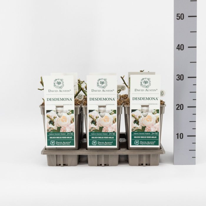 Rosa (Aus) Desdemona ®, C3, D 17
