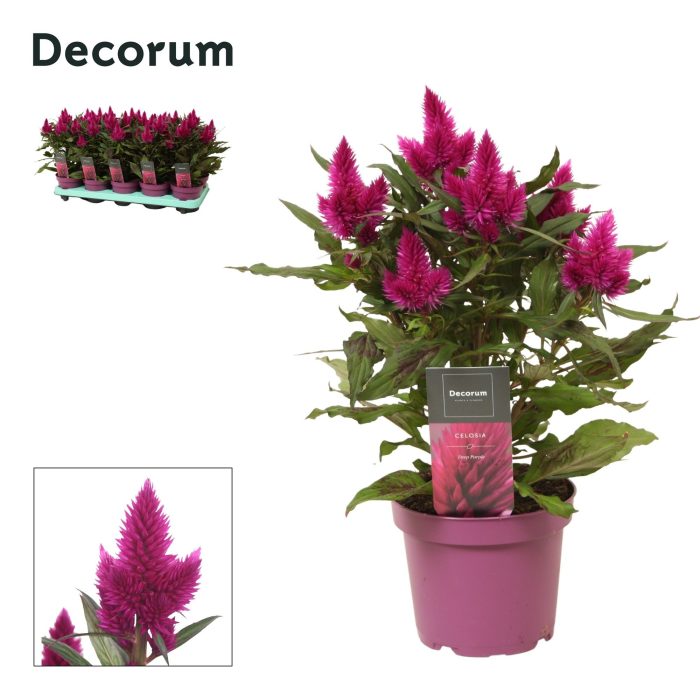 Celosia 'Deep Purple' with label | Decorum, D 12