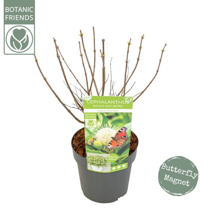 Cephalanthus 'Magical Moonlight' ®, D 19