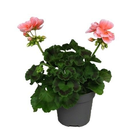 Pel. Zonale Zalm roze, D 10,5