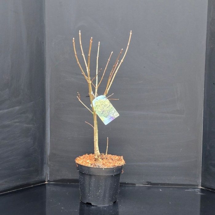 Chionanthus virginicus, D 26