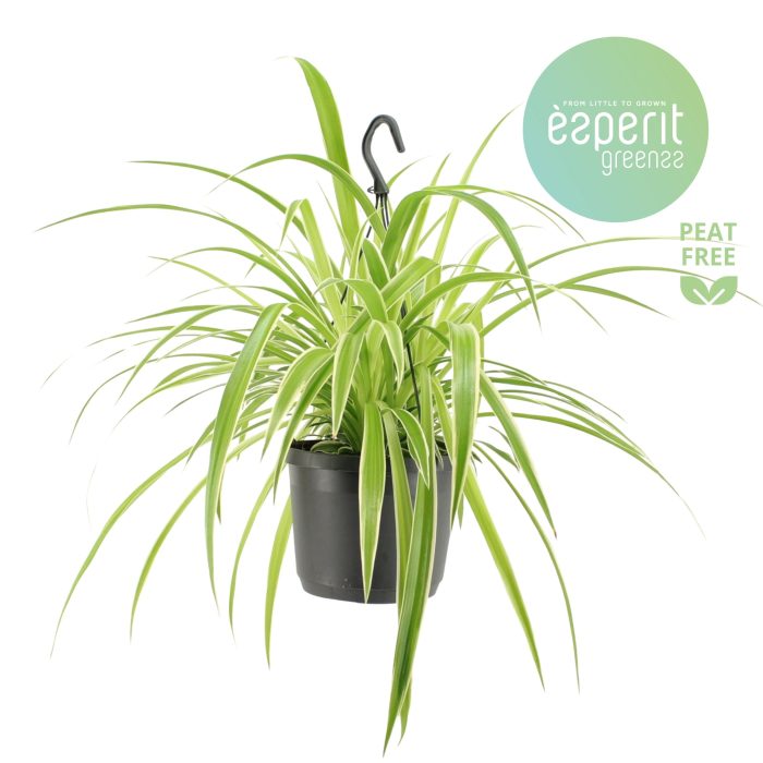 Chlorophytum Com. Variegatum hangpot, D 17