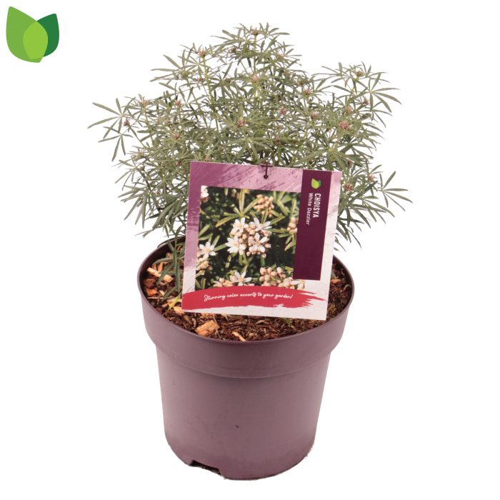 Choisya ternata 'White Dazzler' C5/P23, D 23
