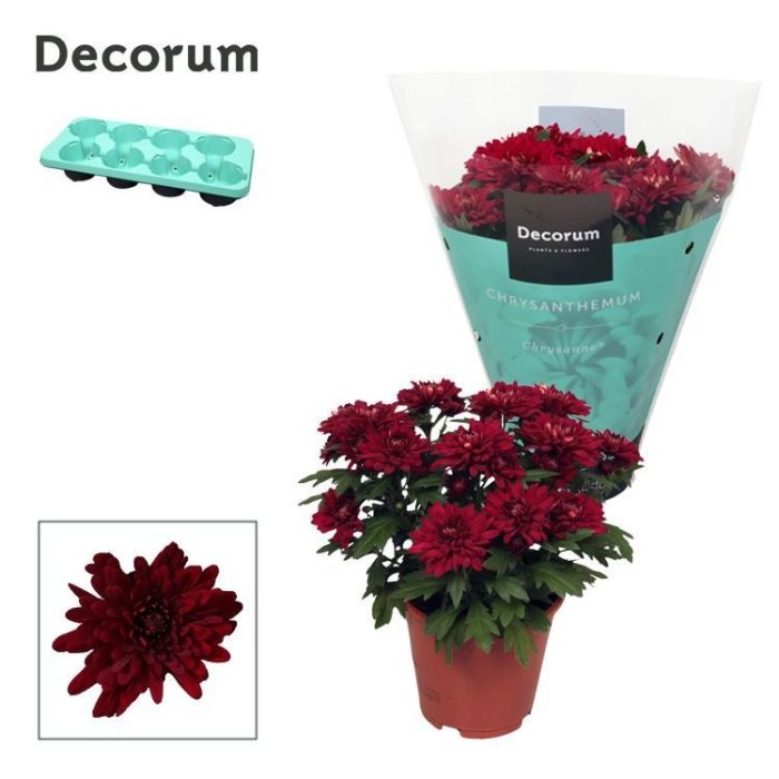 Chrysanne® Grandezza Red, D 13