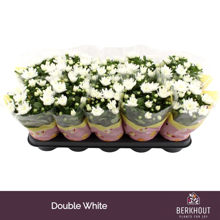 Chrysant Brave, D 12