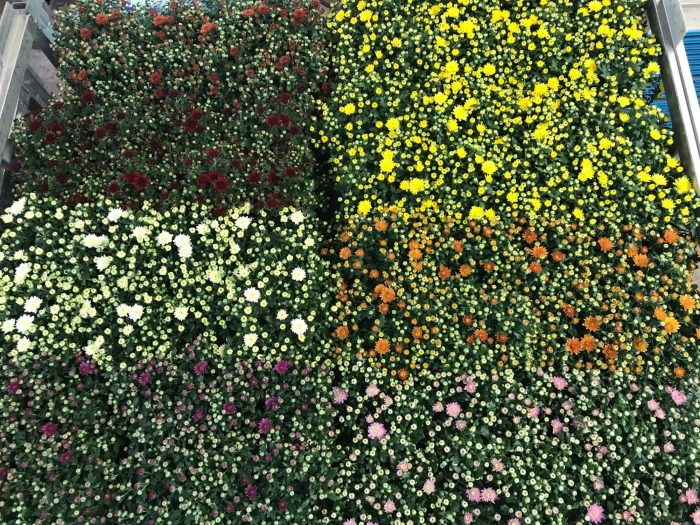 Chrysant Gardenmum mix laag 10,5cm, D 10,5