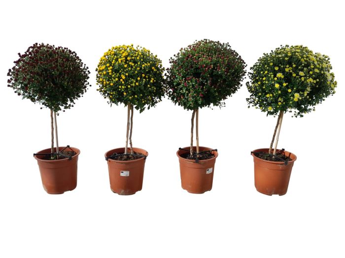 Chrysant op stam, D 21