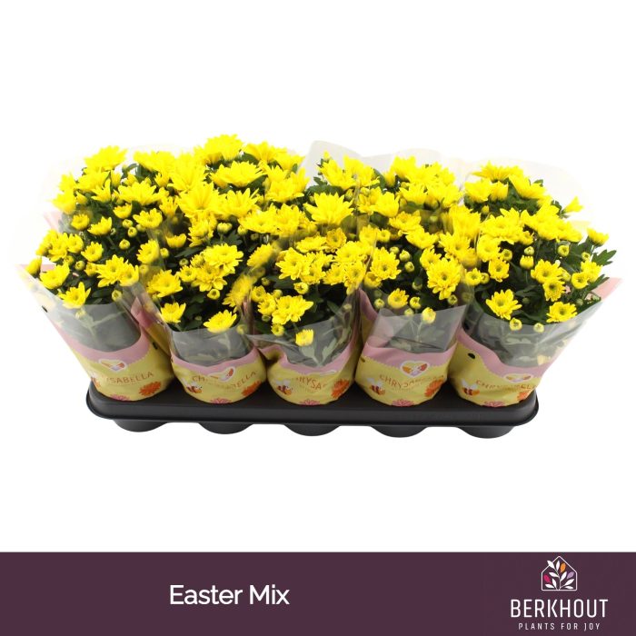 Chrysant Paas mix, D 12