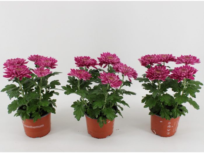 Chrysant Zembla Desna, D 15