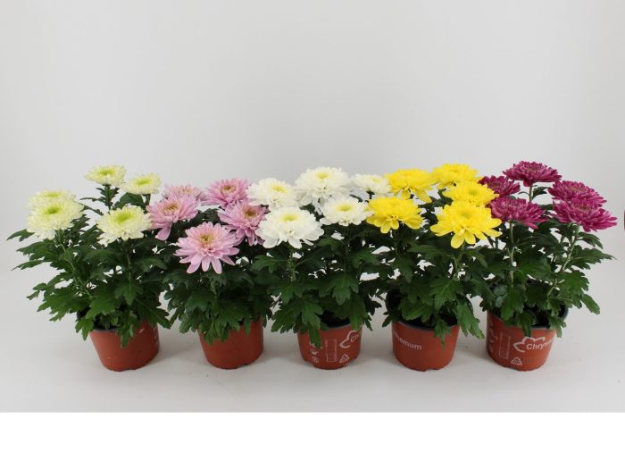 Chrysant Zembla Mixlaag, D 15