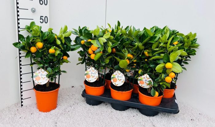 Citrus Calamondin rack/trellis, D 15