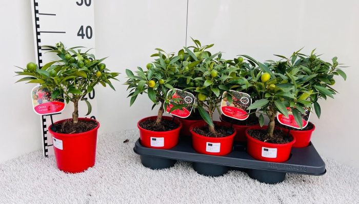 Citrus Kumquat Poliandra medi-stem, D 14