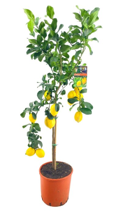 Citrus lemon, D 28