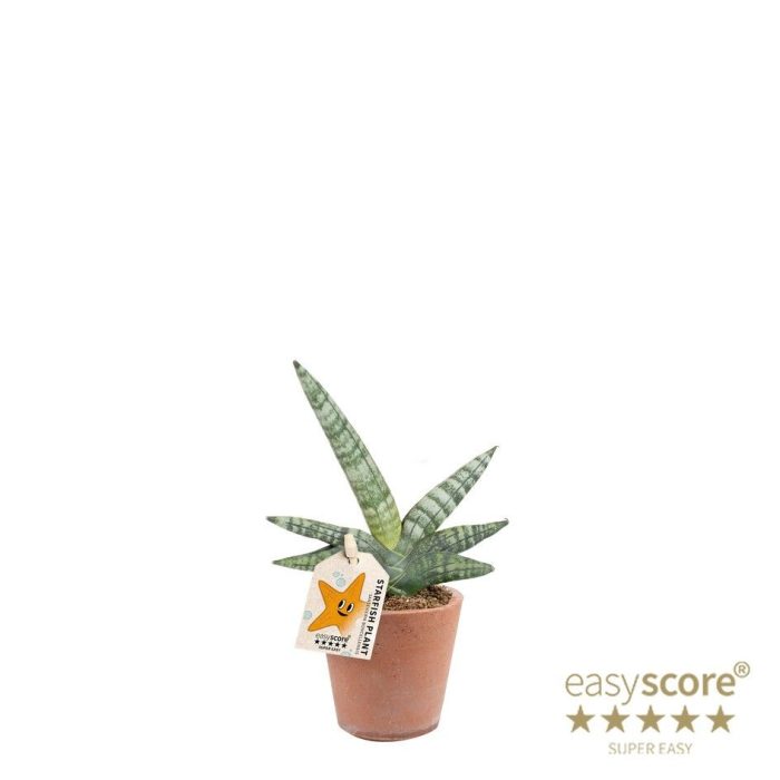Terracotta Pot, Sansevieria ´Boncellensis´, D 7