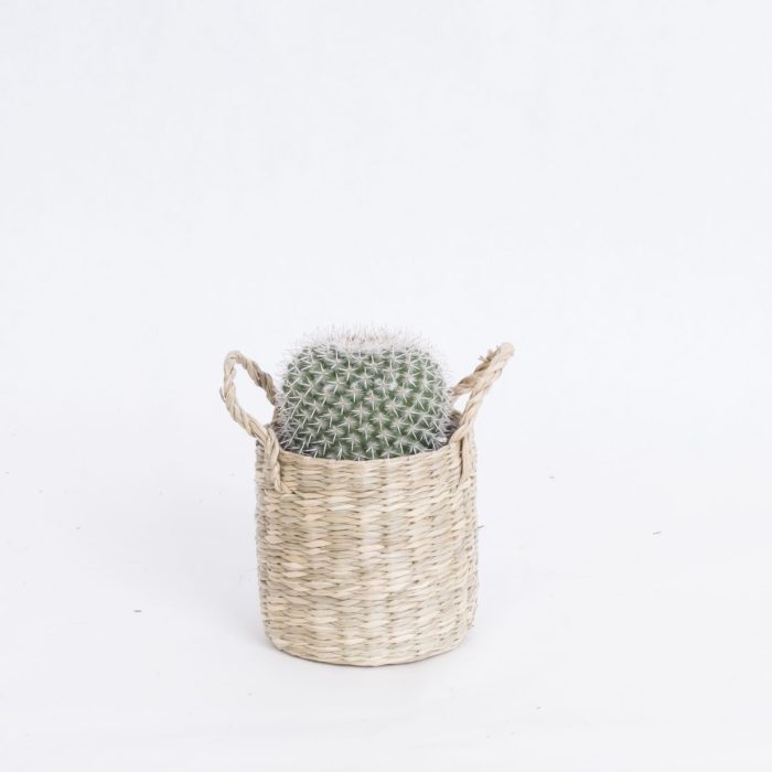 City Safari with Cactus mix, D 9