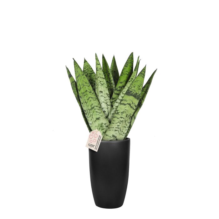 Classic Black, Sansevieria zeylanica ´Fan´, D 19