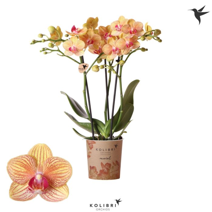 Kolibri Orchids Phalaenopsis Jamaica 3 spike, D 9