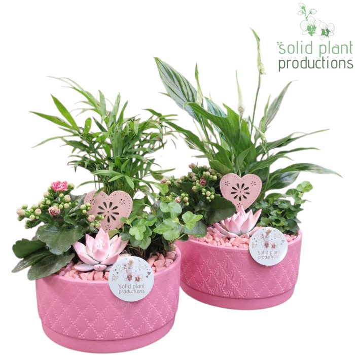 SCE003 Loes Pink Mix VM, D 18