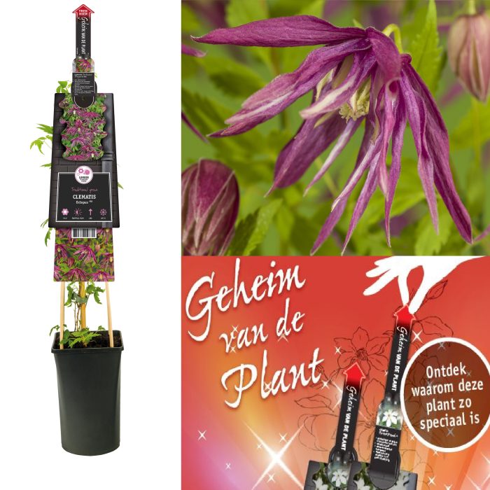 Clematis Octopus PBR +3.0 label+ secret of the plant NL, D 17